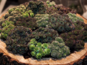 Co je to netřesk? Rostlina, která ve vašem těle způsobí velký třesk. Samozřejmě pozitivní, jelikož je mnoho oblastí, na které blahodárně působí