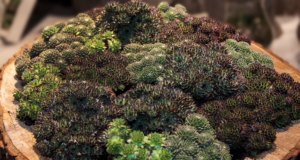 Co je to netřesk? Rostlina, která ve vašem těle způsobí velký třesk. Samozřejmě pozitivní, jelikož je mnoho oblastí, na které blahodárně působí