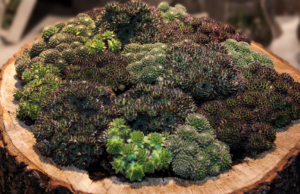 Co je to netřesk? Rostlina, která ve vašem těle způsobí velký třesk. Samozřejmě pozitivní, jelikož je mnoho oblastí, na které blahodárně působí