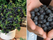 Už nemusíte chodit pro borůvky do lesa – vypěstujte si je doma v neomezeném množství. Jak na to?