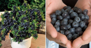 Už nemusíte chodit pro borůvky do lesa – vypěstujte si je doma v neomezeném množství. Jak na to?