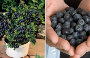 Už nemusíte chodit pro borůvky do lesa – vypěstujte si je doma v neomezeném množství. Jak na to?