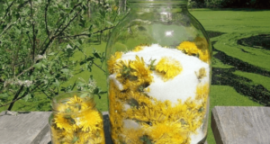 Tento elixír dlouhověkosti prodlouží váš život, prospěje ledvinám, játrům i žaludku. Budete překvapeni, co obsahuje a jak snadná je jeho příprava