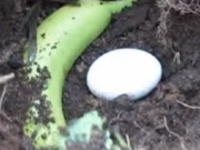 Vzal jsem 1 banán a 1 vejce a nechala jsem je pod hlínou, nyní odhalím tajemství toho, co se stalo, 100% to budete také chtít vyzkoušet