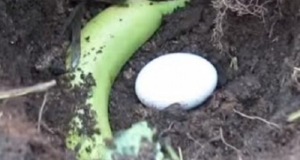 Vzal jsem 1 banán a 1 vejce a nechala jsem je pod hlínou, nyní odhalím tajemství toho, co se stalo, 100% to budete také chtít vyzkoušet