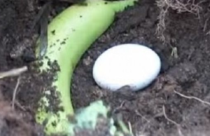 Vzal jsem 1 banán a 1 vejce a nechala jsem je pod hlínou, nyní odhalím tajemství toho, co se stalo, 100% to budete také chtít vyzkoušet