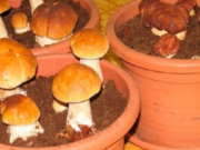 Chodíte na houby? Otestujte tento geniální nápad, který vám zajistí jejich úrodu nikoliv v lese, ale i u vás doma. Sbírat můžete stále, v pohodlí svého domova