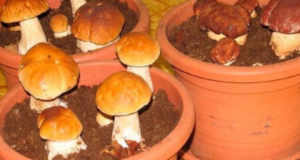 Chodíte na houby? Otestujte tento geniální nápad, který vám zajistí jejich úrodu nikoliv v lese, ale i u vás doma. Sbírat můžete stále, v pohodlí svého domova