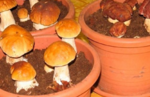 Chodíte na houby? Otestujte tento geniální nápad, který vám zajistí jejich úrodu nikoliv v lese, ale i u vás doma. Sbírat můžete stále, v pohodlí svého domova