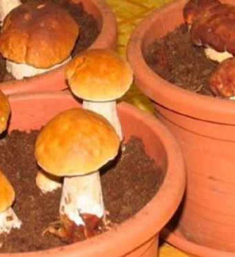 Chodíte na houby? Otestujte tento geniální nápad, který vám zajistí jejich úrodu nikoliv v lese, ale i u vás doma. Sbírat můžete stále, v pohodlí svého domova