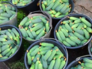 Chcete mít bohatou úrodu okurek? Stačí jedna jediná věc. Toto zázračné hnojivo, které zvýší vaši sklizeň na naprostou maximum. Přesvědčte se sami!