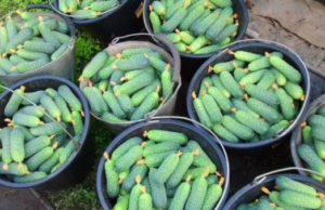 Chcete mít bohatou úrodu okurek? Stačí jedna jediná věc. Toto zázračné hnojivo, které zvýší vaši sklizeň na naprostou maximum. Přesvědčte se sami!