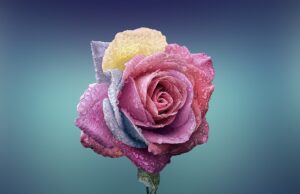 – Krásné a zdravé: Tipy pro péči o svou pokožku