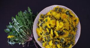 Kulinářské inspirace: recepty od babičky