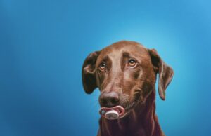 Bojová umění: Světové historie a tradice