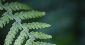 Krása a umění: Základní principy estetiky