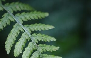 Krása a umění: Základní principy estetiky