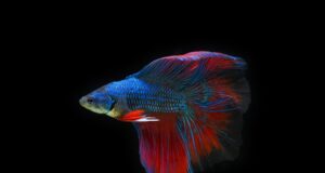 Bojová umění: Cesta k mentálnímu a fyzickému rozvoji