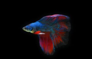 Bojová umění: Cesta k mentálnímu a fyzickému rozvoji