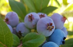 Vánoční recepty na lahodné sváteční pokrmy