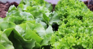 Nejlepší recepty na domácí pečivo