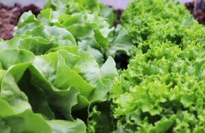 Nejlepší recepty na domácí pečivo