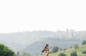 Kulajda – tradiční česká polévka