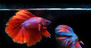 Mistrův průvodce bojovými uměními: Jak se stát nejlepším bojovníkem