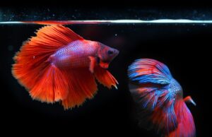 Mistrův průvodce bojovými uměními: Jak se stát nejlepším bojovníkem